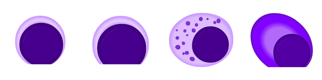 Representative cells of the lymphoid lineage