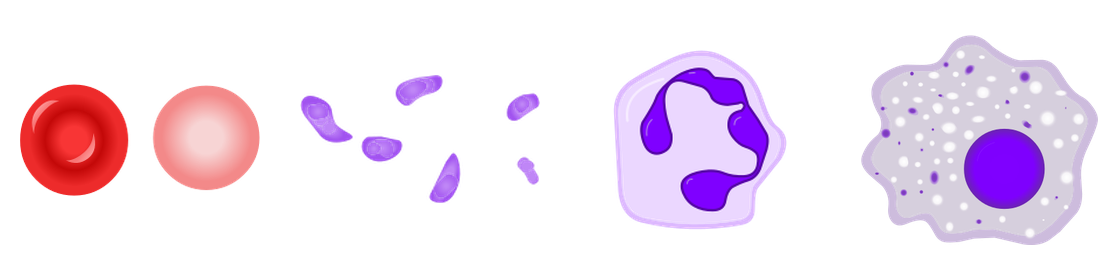 Representative cells of the myeloid lineage