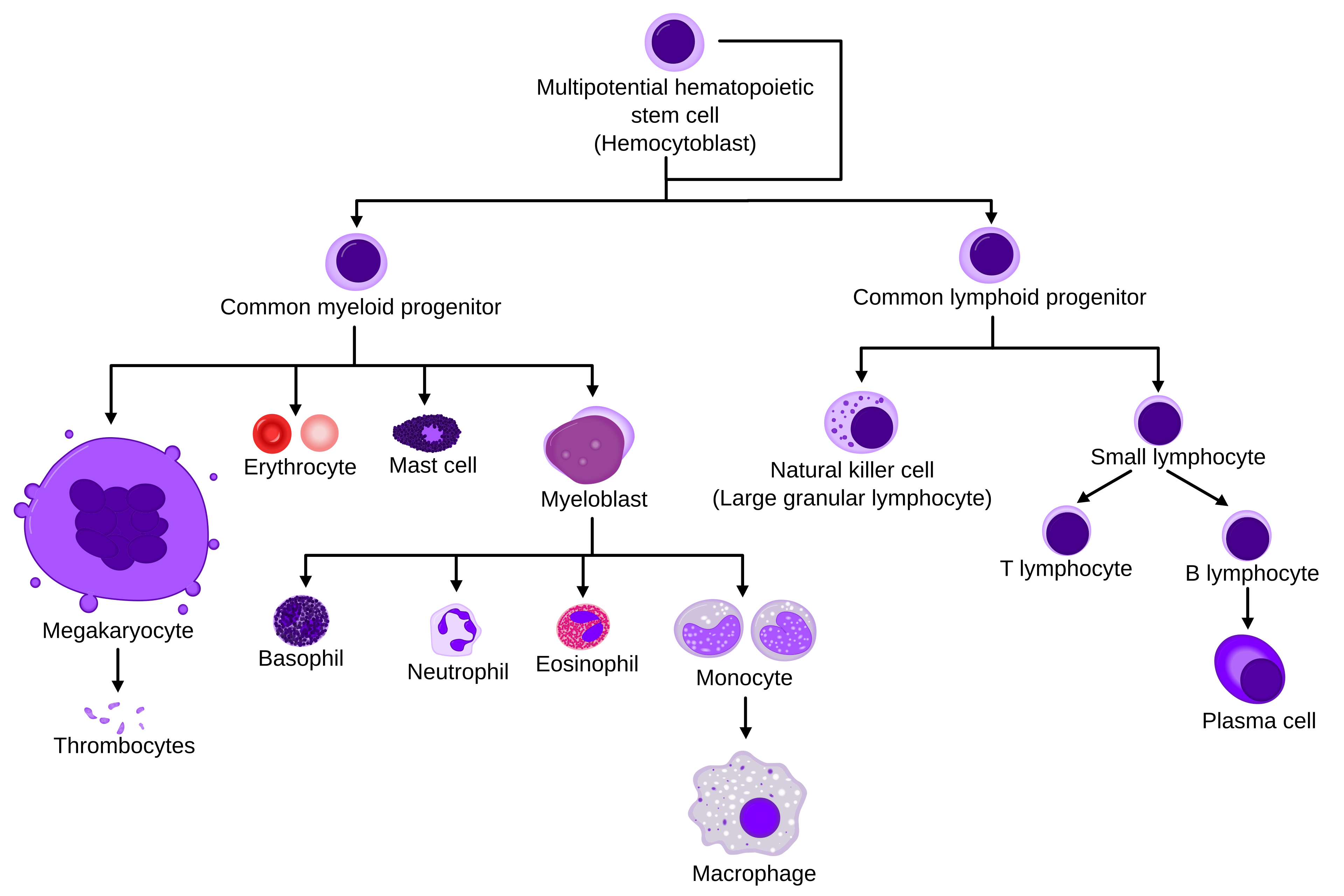 Hematopoiesis pathway from a multipotential stem cell to myeloid and lymphoid blood cells